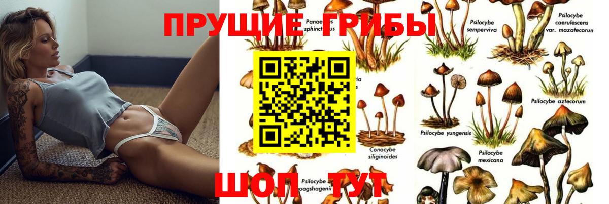 Галлюциногенные грибы Cubensis  Вход с VPN  Краснознаменск 